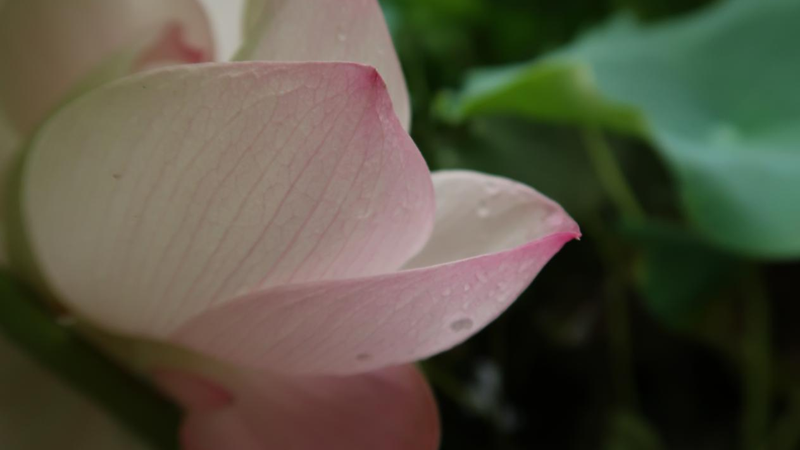 雨后新金宝官方网站入口，风景如画