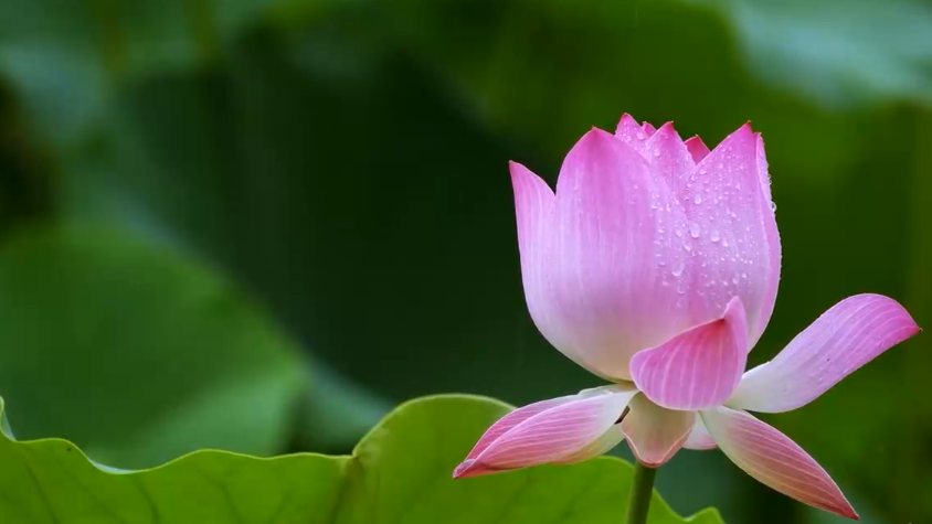 夏至丨你听，这是盛夏的声音！