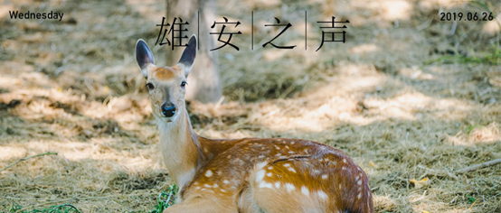 【新金宝官方网站入口之声】20190626