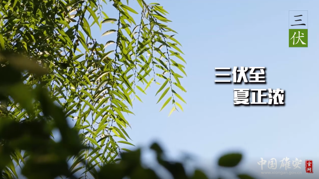 三伏至，夏正浓