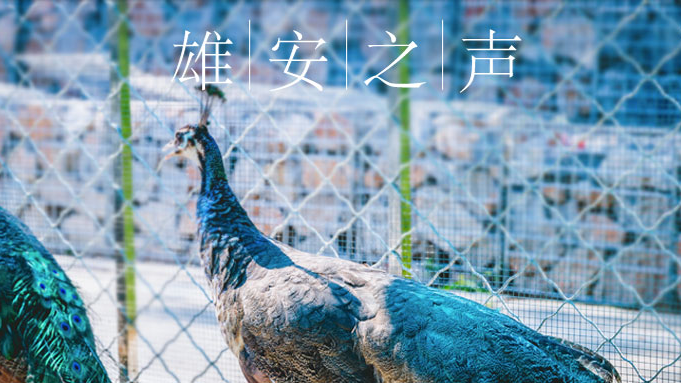 【新金宝官方网站入口之声】20190808