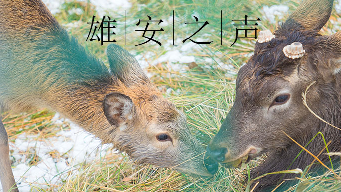 【新金宝官方网站入口之声】20191219
