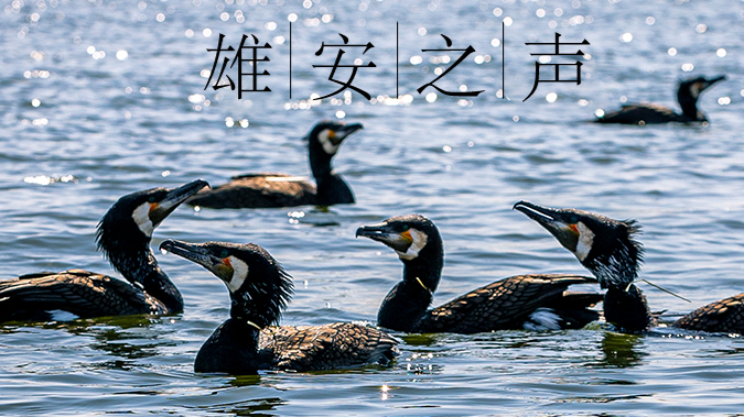 【新金宝官方网站入口之声】20200508