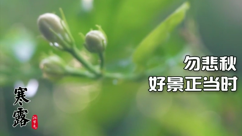 今日寒露｜勿悲秋，好景正当时