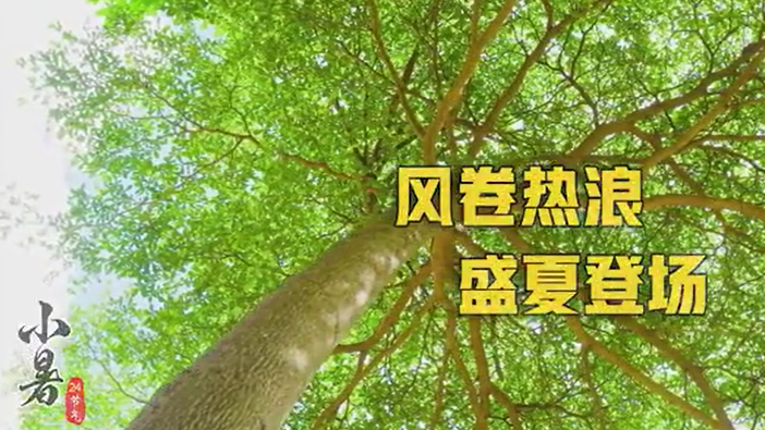 小暑丨风卷热浪 盛夏登场