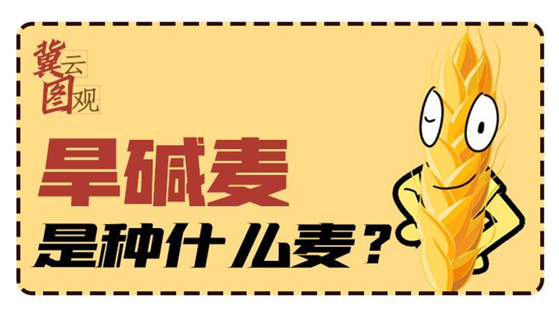 冀云图观丨旱碱麦是种什么麦？
